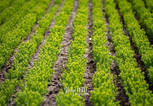 #1905059306 - crédit Nadège PETIT @agri zoom