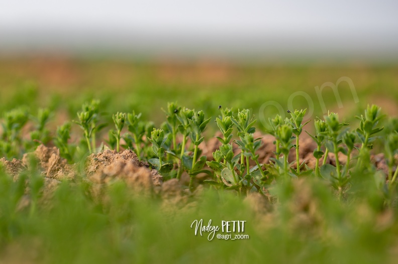 #2405126351 - crédit Nadège PETIT @agri_zoom.jpg