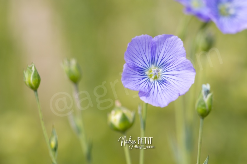 #1505294566 - crédit Nadège PETIT @agri_zoom.jpg