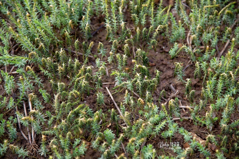 #2102168382 - crédit Nadège PETIT @agri_zoom.jpg