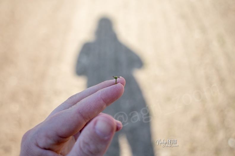 #2104199512 - crédit Nadège PETIT @agri_zoom.jpg