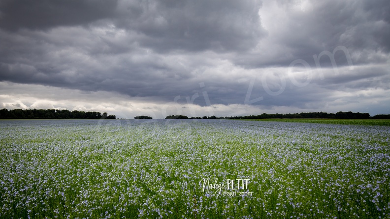 #2006056646 - crédit Nadège PETIT @agri_zoom.jpg