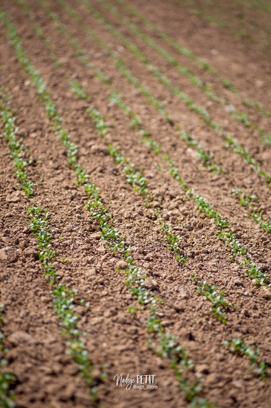 #1904118802 - crédit Nadège PETIT @agri_zoom.jpg
