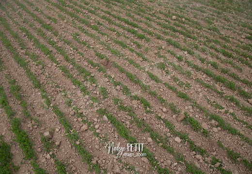 #1904239122 - crédit Nadège PETIT @agri zoom