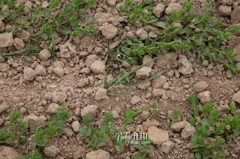 #1904239125 - crédit Nadège PETIT @agri_zoom.jpg