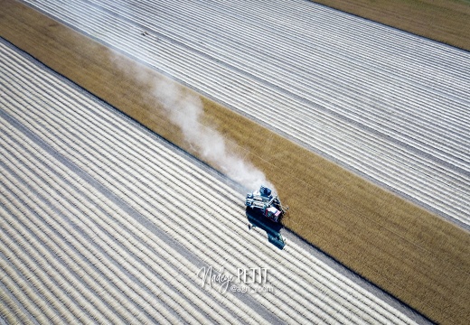 #2007090222 - crédit Nadège PETIT @agri zoom