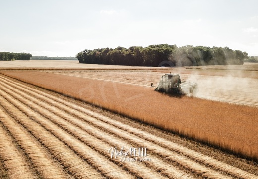 #2007090225 - crédit Nadège PETIT @agri zoom