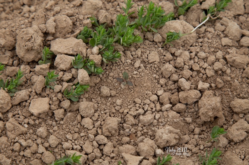 #1904239135 - crédit Nadège PETIT @agri_zoom.jpg