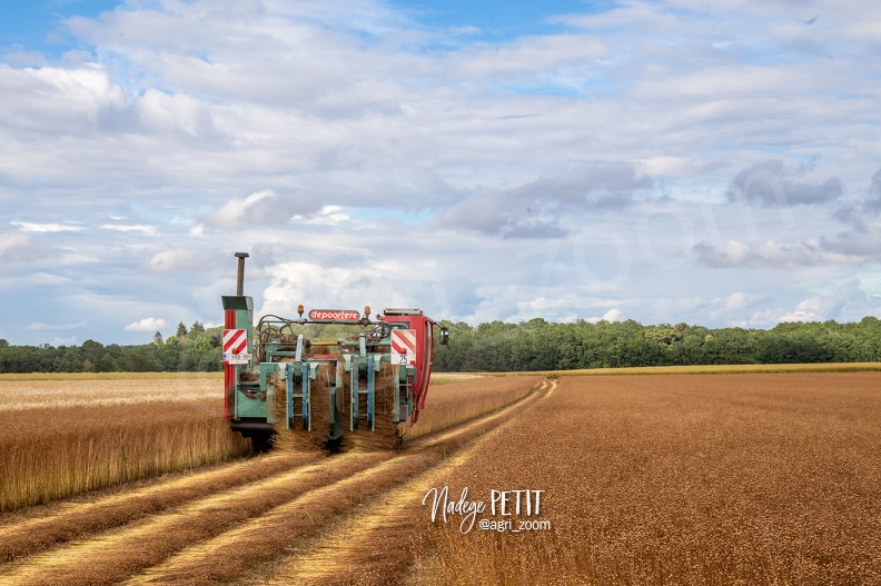 #2107030982 - crédit Nadège PETIT @agri_zoom.jpg