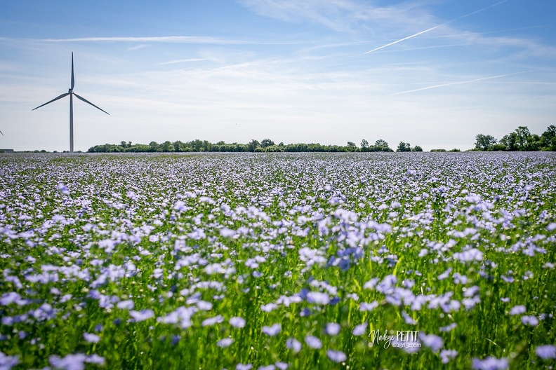 #2205175964 - crédit Nadège PETIT @agri_zoom.jpg