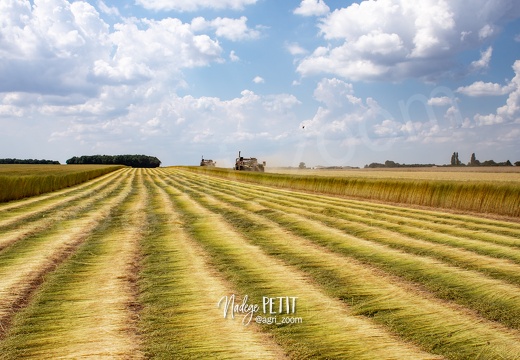 #1807158500 - crédit Nadège PETIT @agri zoom
