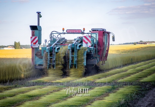 #2005316277 - crédit Nadège PETIT @agri zoom