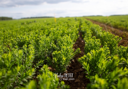 #2105279917 - crédit Nadège PETIT @agri zoom